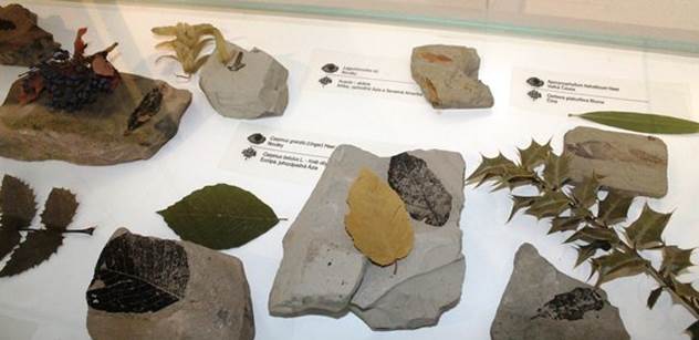 Kamenný herbář v muzeu představí i několik milionů let staré fosilie